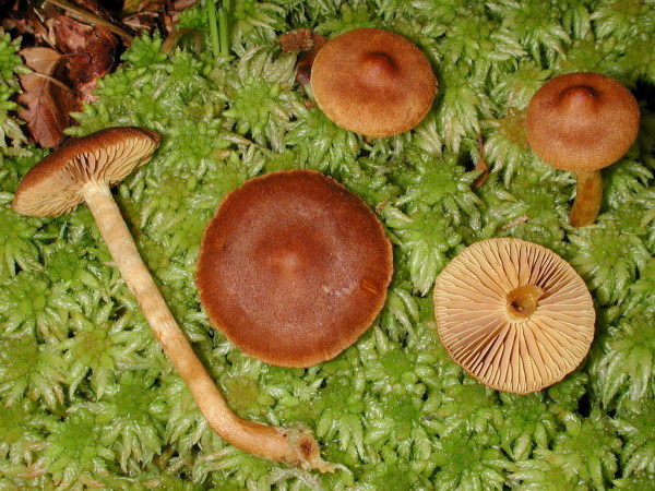 :-Cortinarius tubarius