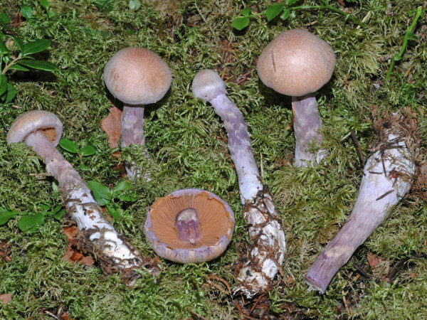 Schönstieliger Gürtelfuss-Cortinarius venustus