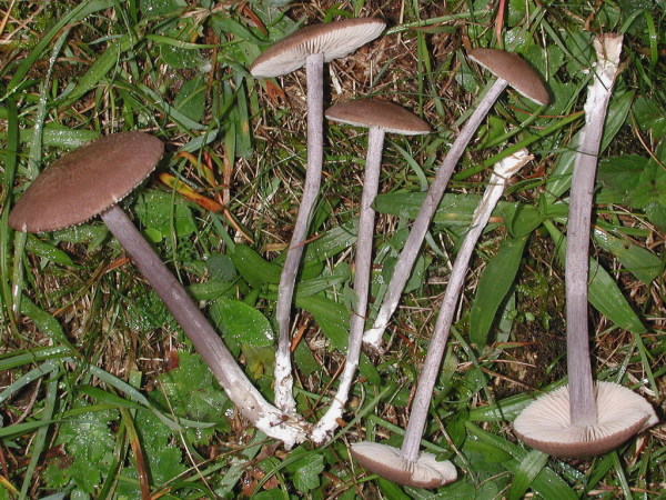 Flockenschuppiger Zärtling-Entoloma griseocyaneum