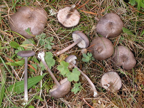 Schiefergrauer Zärtling-Entoloma mougeotii var. mougeotii