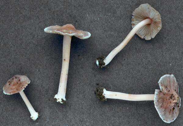 Höckersporiger Risspilz-Inocybe grammata