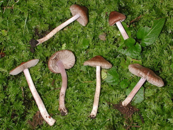 Radialrissiger Risspilz-Inocybe pusio