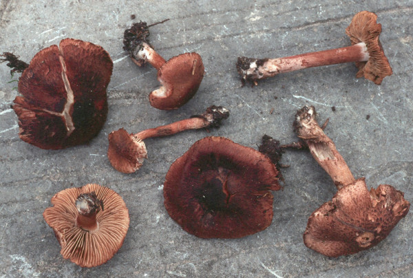 : Risspilze, Wirrköpfe-Inocybe corydalina var.tricolor