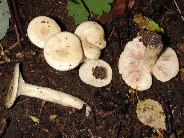 Blasser Violettmilchling-Lactarius aspideus