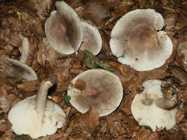 Braunfleckender Milchling-Lactarius fluens
