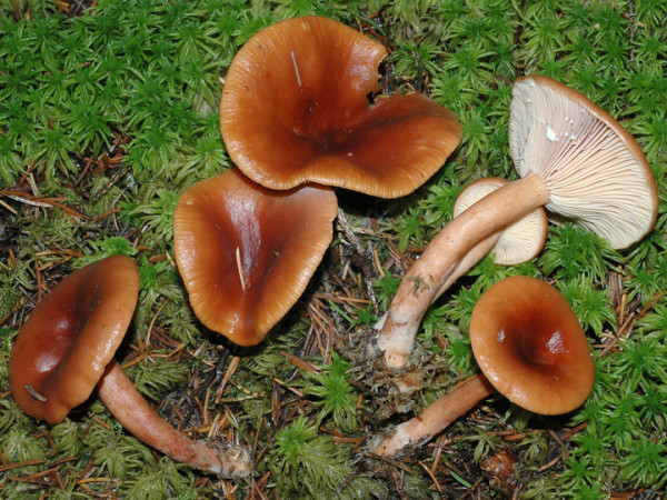 Torfmoosmilchling-Lactarius sphagneti