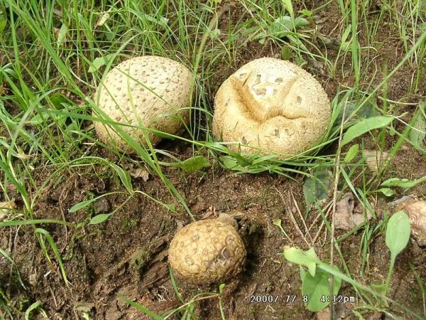 Kartoffelbovist-Scleroderma citrinum
