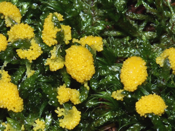 L�wenfr�chtchen-Leocarpus fragilis