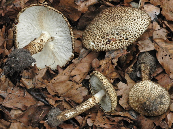 Kegelschuppiger Stachelschirmling-Lepiota hystrix