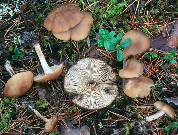 Rautensporiger Schwärzling-Lyophyllum deliberatum