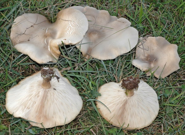 Gedrungener Weichritterling-Melanoleuca bresadolae