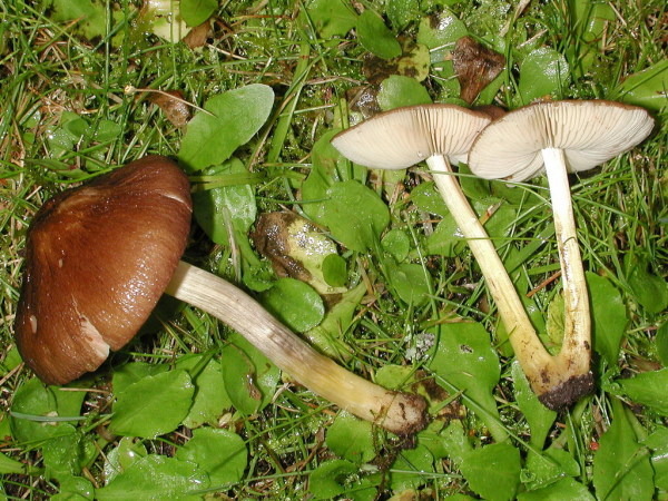 Gelbstieliger Dachpilz-Pluteus romellii