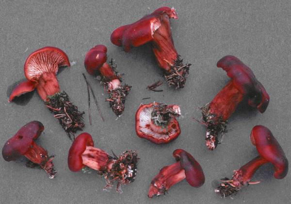 Kerbblättriger Rosasporrübling-Rhodocollybia prolixa var. prolixa