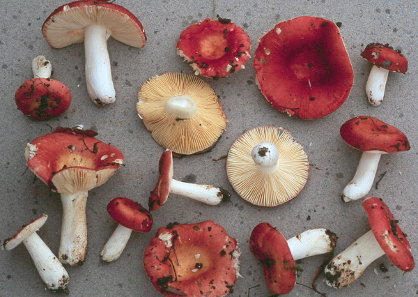 Gelbblättriger Speitäubling-Russula rutila