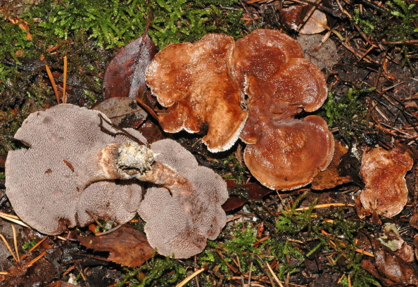 Finnischer Stacheling-Sarcodon fennicus