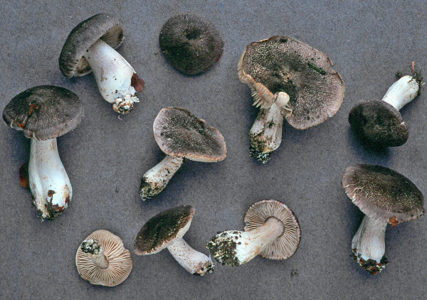 Rötender Erdritterling-Tricholoma orirubens
