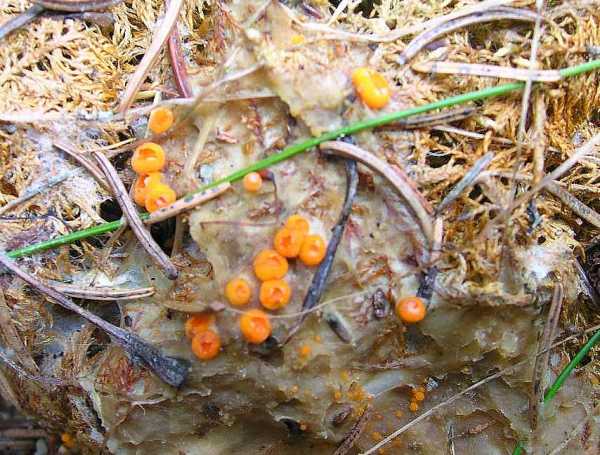 Lederartiger Fältling-Meruliopsis corium