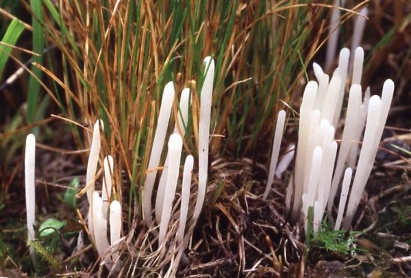 Spitze Keule-Clavaria acuta