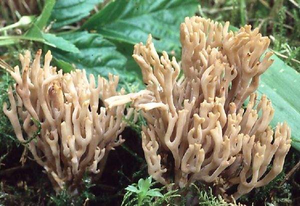 : Keulchen-Clavulinopsis umbrinella