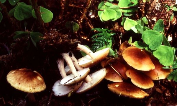 Stinkender Frühlings-Blasssporrübling-Gymnopus hariolorum