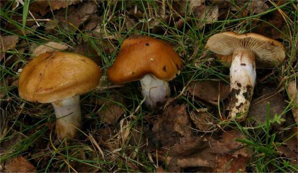 Gebirgsschleimfuß-Cortinarius alpinus