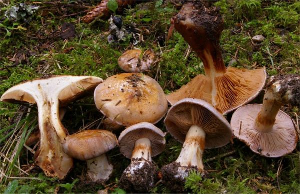 :-Cortinarius caesiocinctus