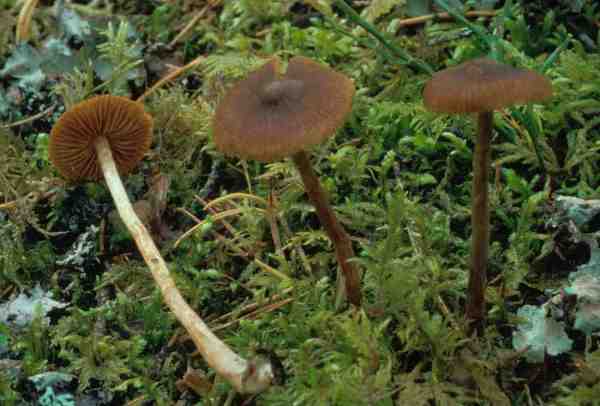 Rötlichgeschmückter Wasserkopf-Cortinarius fulvescens