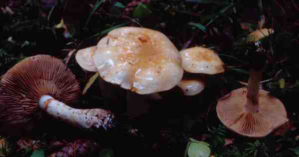 :-Cortinarius illibatus