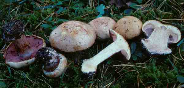 Sehenswerter Klumpfuss-Cortinarius spectabilis