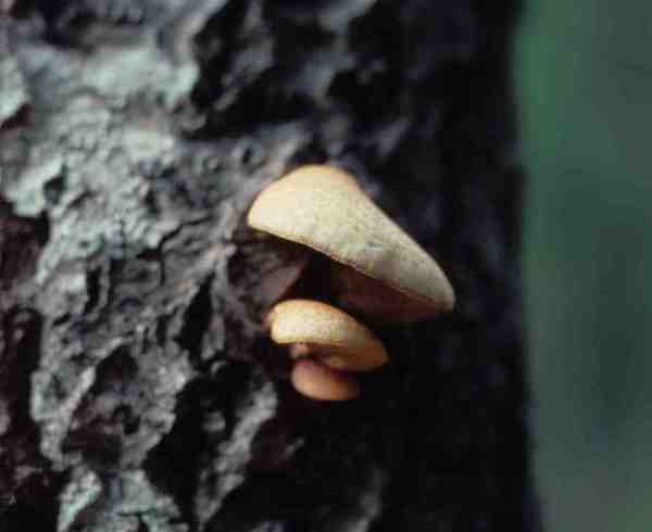Buntschuppiges Stummelfüsschen-Crepidotus calolepis
