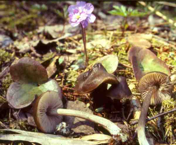 Frühlingsglöckling-Entoloma vernum