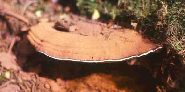 Flacher Lackporling-Ganoderma applanatum
