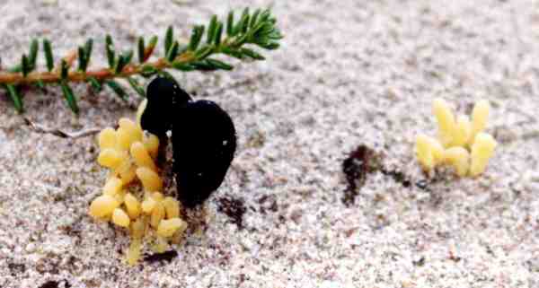 Schwarzrote Blasssporerdzunge-Thuemenidium atropurpureum