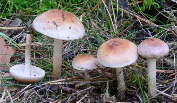 Elfenringfälbling-Hebeloma circinans
