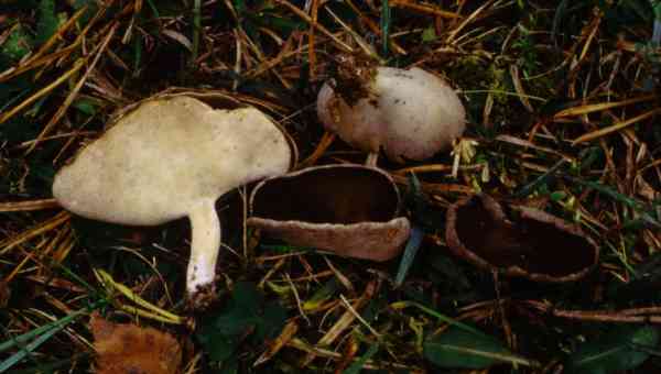 Napfförmige Lorchel-Helvella cupuliformis