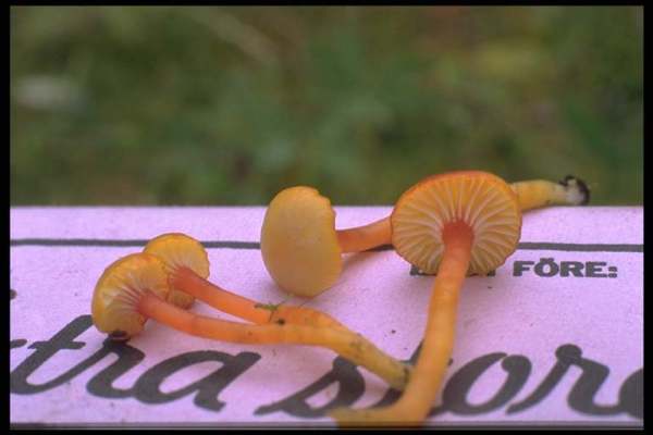 Gelbrandiger Saftling-Hygrocybe insipida