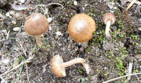 Weißseidiger Risspilz-Inocybe abjecta