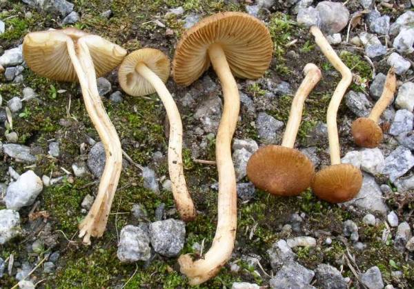 Gelbbrauner Schüppchen-Risspilz-Inocybe muricellata