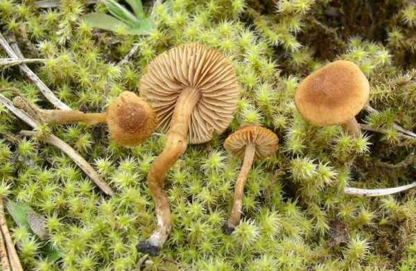 : Risspilze, Wirrköpfe-Inocybe sapinea