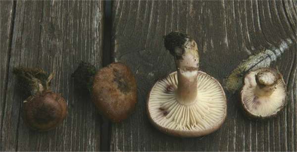 Violettbrauner Milchling-Lactarius robertianus