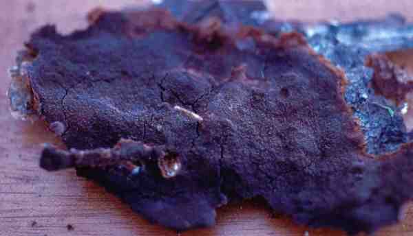 Rostrandiger Feuerschwamm-Phellinus ferrugineofuscus