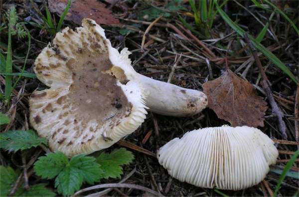 Schärflicher Kammtäubling-Russula pectinata