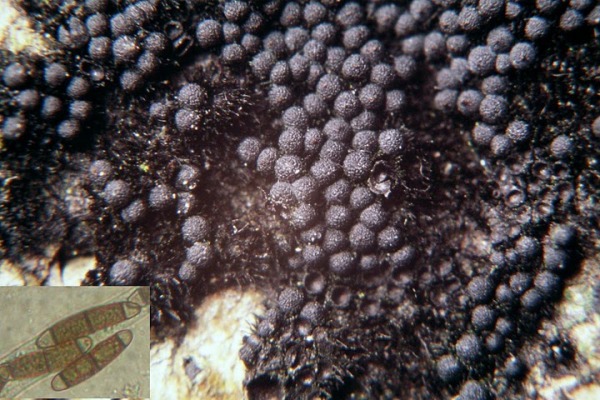 Kraushaariges Subiculum-Schwarzkügelchen-Chaetosphaerella phaeostroma
