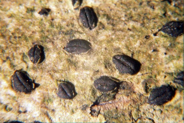 Spindelsporiger Becherling-Hysterographium fraxini