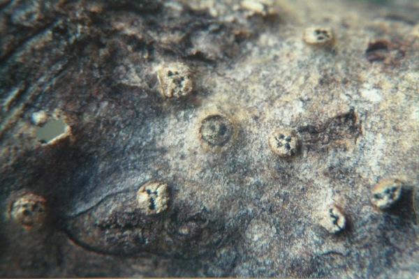 Weißscheibiger Pappelholz-Kugelpilz-Leucostoma niveum