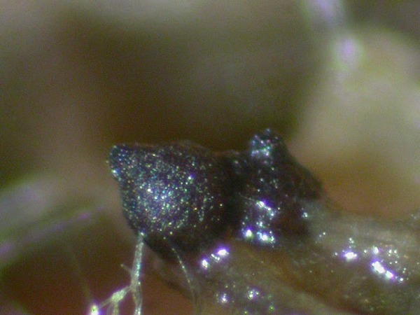 :-Sordaria fimicola