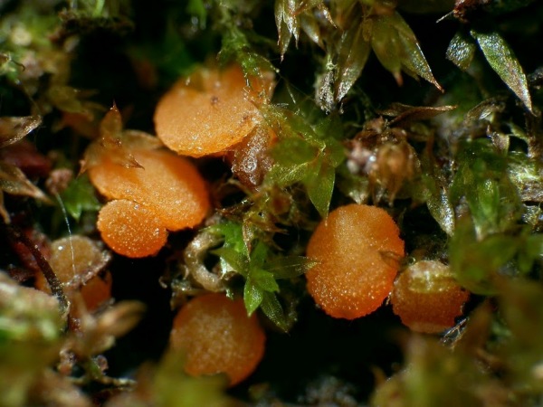 :-Octospora melina