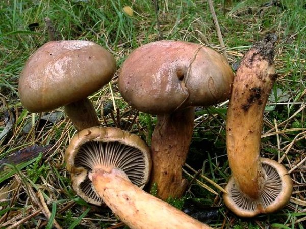 Kupferroter Gelbfuss-Chroogomphus rutilus