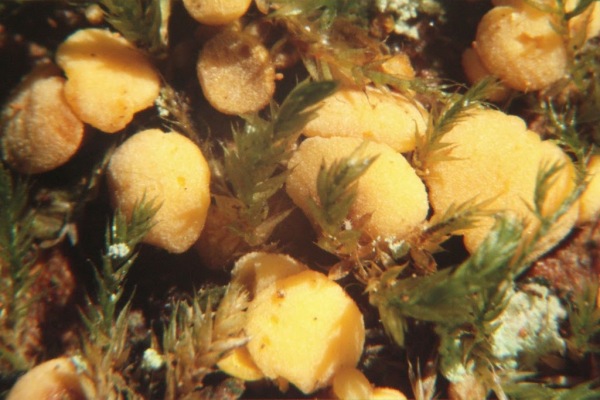 Nadelholz-Rindenbecherchen-Pezicula livida
