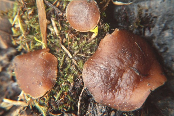Kleinsporiger Schnee-Becherling-Peziza nivalis